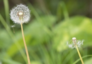 A dandelion with a second, almost bare one in the background, common dandelion (Taraxacum