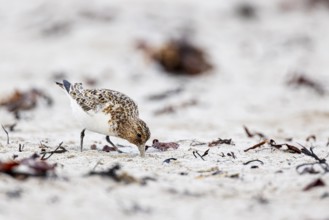 Little stint (Calidris minuta), adult bird poking in the sand for food, Varanger, Finnmark, Norway,