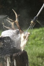 European roe deer (Capreolus capreolus) Roebuck trophy processing, using steam jet to spray off