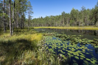 Forest lake with water lilies, Isojärvi National Park, Finland, Europe