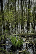 Ochsenmoor nature reserve, flooded, water, flood, climate, climate change, forest, moor, heavy