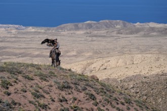 Traditional Kyrgyz eagle hunter with eagle in the mountains, hunting on horseback in front of dry