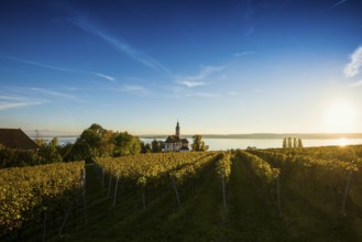 Pilgrimage church Birnau with vineyards in autumn, sunset, Uhldingen-Mühlhofen, Lake Constance,