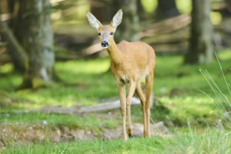 Roe deer (Capreolus capreolus) walking on a meadow next to the forest, Bavaria, Germany, Europe