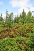 Vegetation with Norway spruce (Picea abies) and colored European blueberry (Vaccinium myrtillus) on