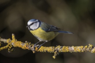 A blue tit (Cyanistes caeruleus) sitting on a moss-covered branch, Baden-Württemberg, Germany,