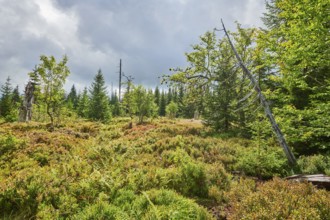 Vegetation with Norway spruce (Picea abies) and colored European blueberry (Vaccinium myrtillus) on