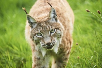 Eurasian lynx (Lynx lynx) walking through the grass, portrait, Wildpark Aurach, Kitzbühl, Tirol,