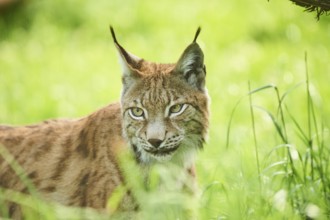 Eurasian lynx (Lynx lynx) standing in the grass, portrait, Wildpark Aurach, Kitzbühl, Tirol,