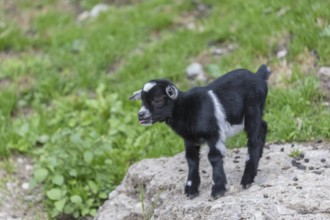 One newborn Pygmy goat, Capra hircus, standing on a rock with some green grass in the background