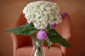 Hydrangea flower, in a vase, Bavaria, Germany, Europe