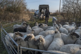 Black-headed domestic sheep (Ovis gmelini aries) Shepherd loading sheep into a double-decker