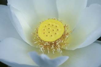 Lotus (Nelumbo) Close up, Botanical Garden, Erlangen, Middle Franconia, Bavaria, Germany, Europe