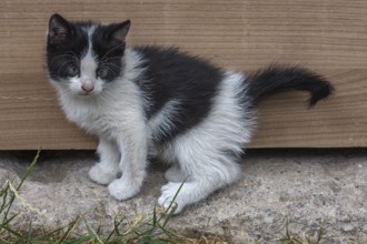 Young felidae (Felis catus) in front of a door, Mecklenburg-Western Pomerania, Germany, Europe