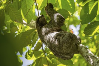 Brown-throated sloth (Bradypus variegatus) climbing a tree, Cahuita National Park, Costa Rica,