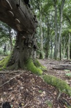 Tinder fungus (Fomes fomentarius) on bent copper beech (Fagus sylvatica), Emsland, Lower Saxony,