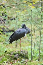 Black stork (Ciconia nigra) standing on a rock in a forest, Bavaria, Germany, Europe