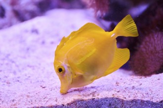 Yellow tang (Zebrasoma flavescens) in a aquarium, captive, Germany, Europe