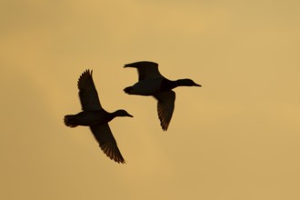 Mallard or Wild duck (Anas platyrhynchos) silhouette of two adult birds flying at sunset, England,