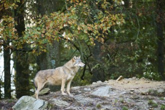 Eastern wolf (Canis lupus lycaon) standing on a little hill, Bavaria, Germany, Europe