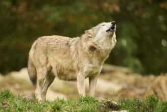 Eastern wolf (Canis lupus lycaon) standing on a meadow, Bavaria, Germany, Europe