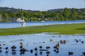 Waterweed, Elodea, an invasive species, green carpet of plants on Lake Baldeney in Essen, the