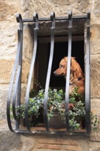 Dog in a barred window in the historic centre of Bolsena, Lazio, Italy, Europe