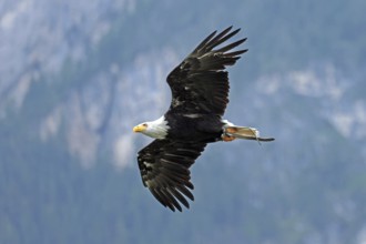 Bald eagle (Haliaeetus leucocephalus), flying, Hohenwerfen Castle, Salzburger Land, Austria, Europe