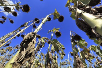 Romania, near Giurgiu in the south of the country, single sunflower ripe for harvesting, Europe