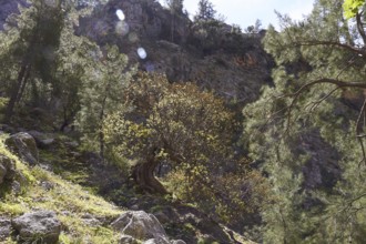 A light-flooded forest in a mountainous landscape with old trees and large stones, Agia Irini