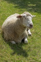 Sheep, Wittenburg, Elze, Lower Saxony, Germany, Europe