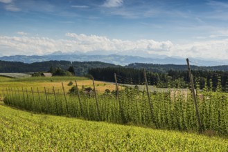 Hop gardens, hop cultivation, hop plantation, behind the Swiss Alps, Dietmannsweiler, near