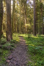 A path through a sun-drenched forest, Black Forest, Gechingen, Germany, Europe