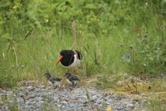 Oystercatcher (Haematopus ostralegus) with a few days old chicks, Lofoten, Norway, Scandinavia,