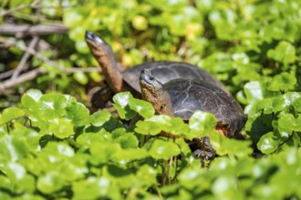 American tortoise (Rhinoclemmys funerea) among aquatic plants, Tortuguero National Park, Costa