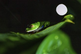 Red-eyed tree frog (Agalychnis callidryas) on a leaf, macro photograph, black background,