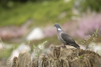 Common wood pigeon (Columba palumbus), sitting on a dilapidated tree stump with a few upright green