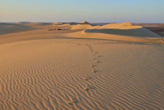 Footprints lead through a vast desert landscape with undulating sand dunes at sunset, Matruh, Great