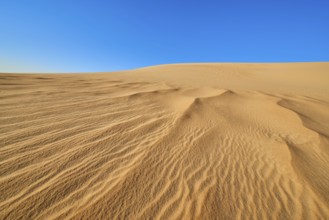 Wide sand dunes under a blue sky in the desert, Matruh, Great Sand Sea, Libyan Desert, Sahara,