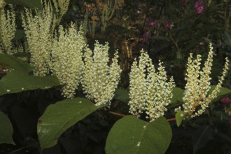 Reynoutria japonica (Reynoutria japonica) male flowers, Allgäu, Bavaria, Germany, Allgäu, Bavaria,