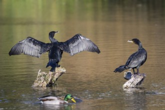 Cormorant (Phalacocorax carbo), sitting on a rock with outstretched wings, Lower Austria, Austria,