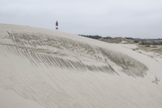 Dune landscape with lighthouse, Süddorf, Amrum, Schleswig-Holstein, Germany, Europe