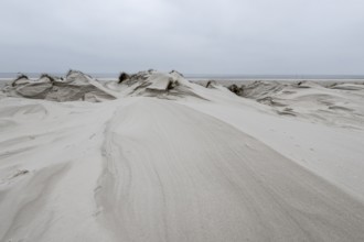 Dune landscape, Amrum, Schleswig-Holstein, Germany, Europe