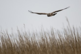 Hen harrier (Circus cyaneus), female, Amrum, Schleswig-Holstein, Germany, Europe