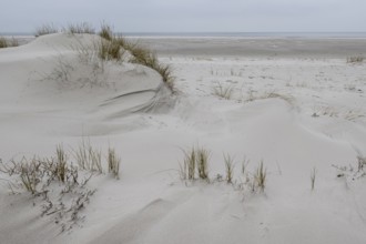 Dune landscape, Amrum, Schleswig-Holstein, Germany, Europe