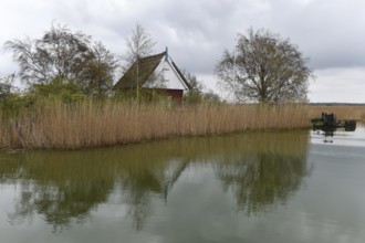 Small house in the reeds of the Darßer Bodden, Saaler Bodden, Mecklenburg-Vorpommern, Germany,