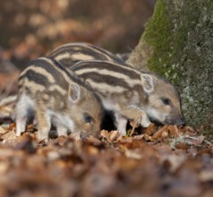 Wild boar, wild boar (Sus scrofa), young boar looking for food in the forest, Germany, Europe