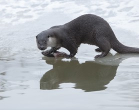 Otter (Lutra lutra) with prey fish at a partly frozen pond, snow, Germany, Europe