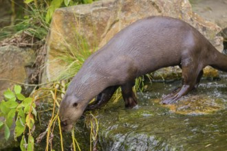 A giant otter or giant river otter (Pteronura brasiliensis) jumps down into the river from a mossy