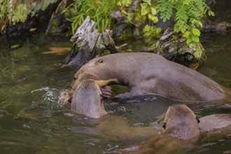 An adult giant otter or giant river otter (Pteronura brasiliensis) carries a 2-month-old juvenile